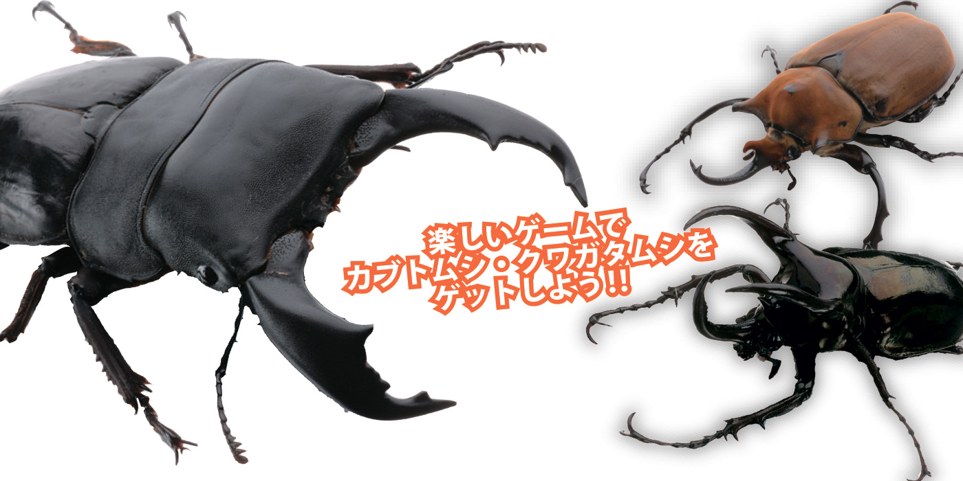 カブトムシ・クワガタムシ縁日
