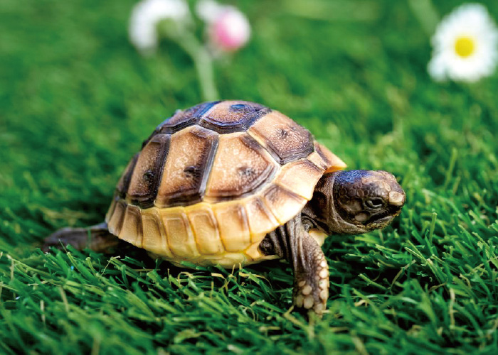 ふれあいどうぶつ大集合＆カブトムシ展