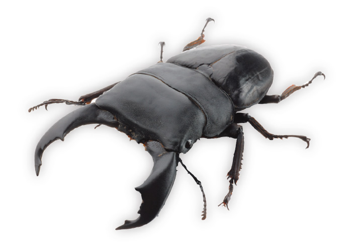 ふれあいどうぶつ大集合＆カブトムシ展