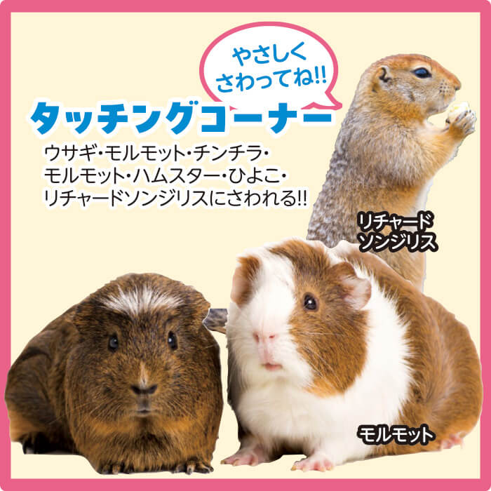 夏のジャングル展